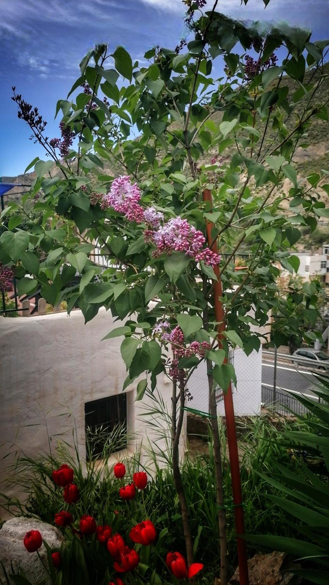 Appartamento La Casa De La Abuela Pinos Genil Esterno foto